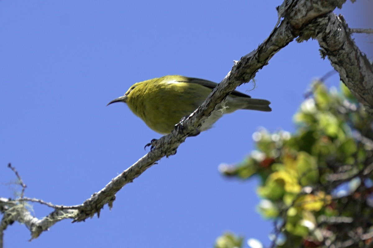 Kauai Amakihi - ML646580633