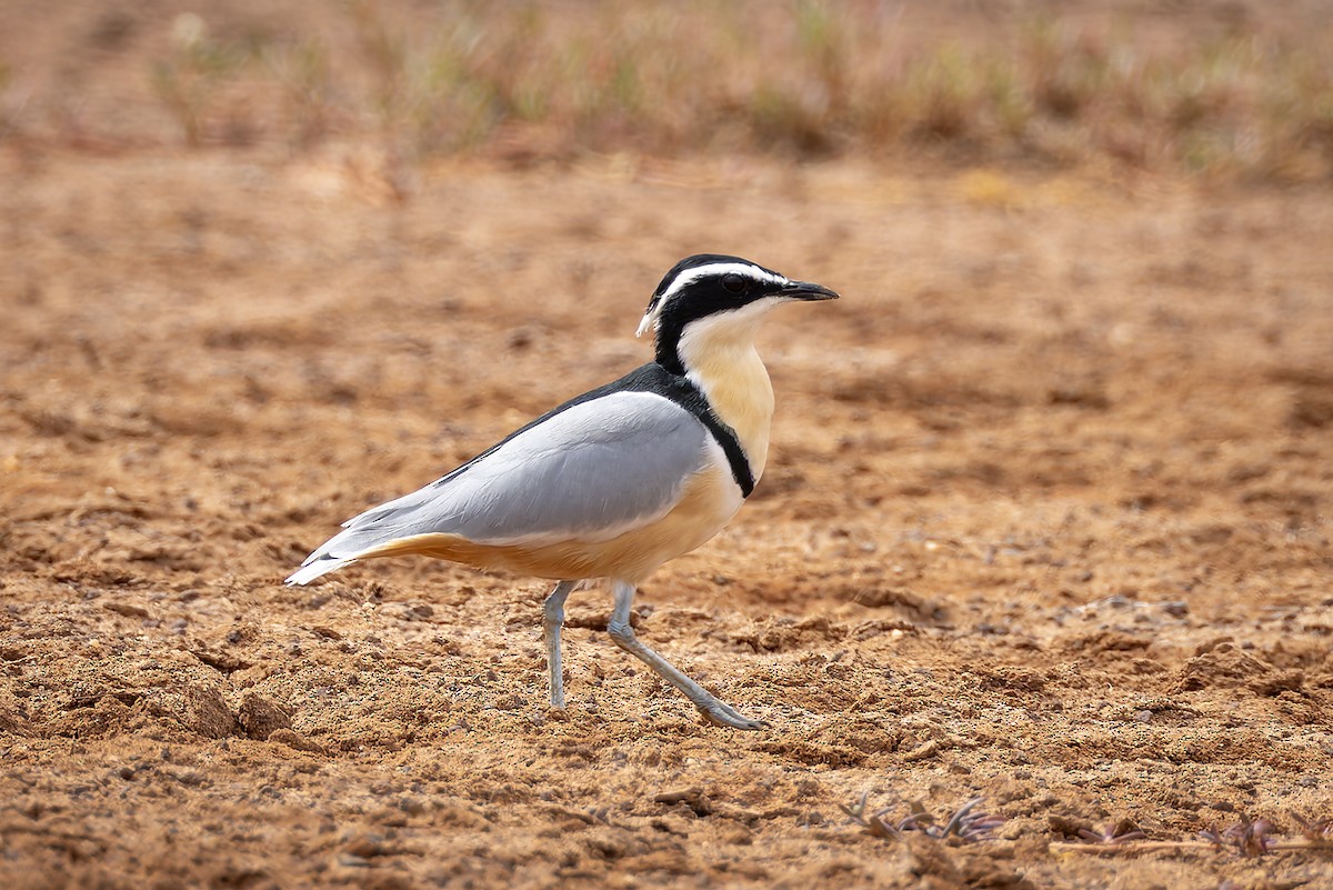 Лібус - ML646580639