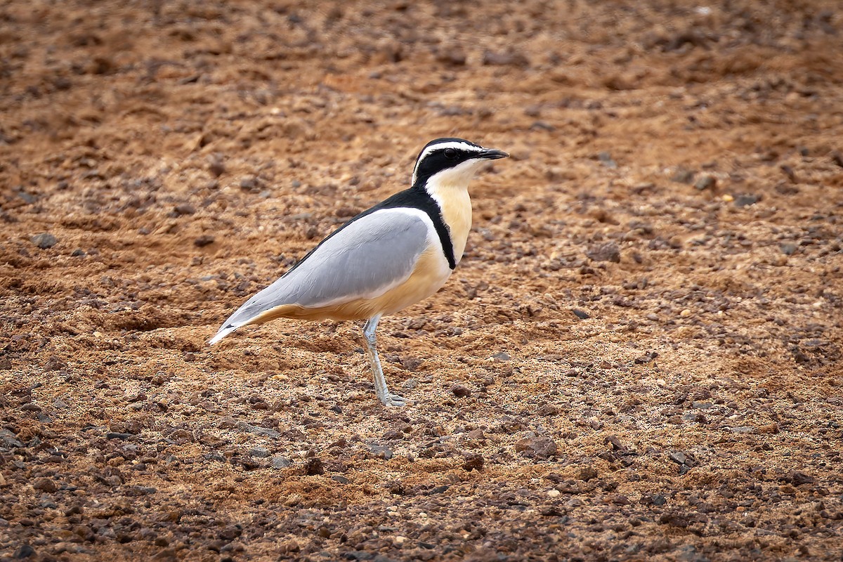 Лібус - ML646580640