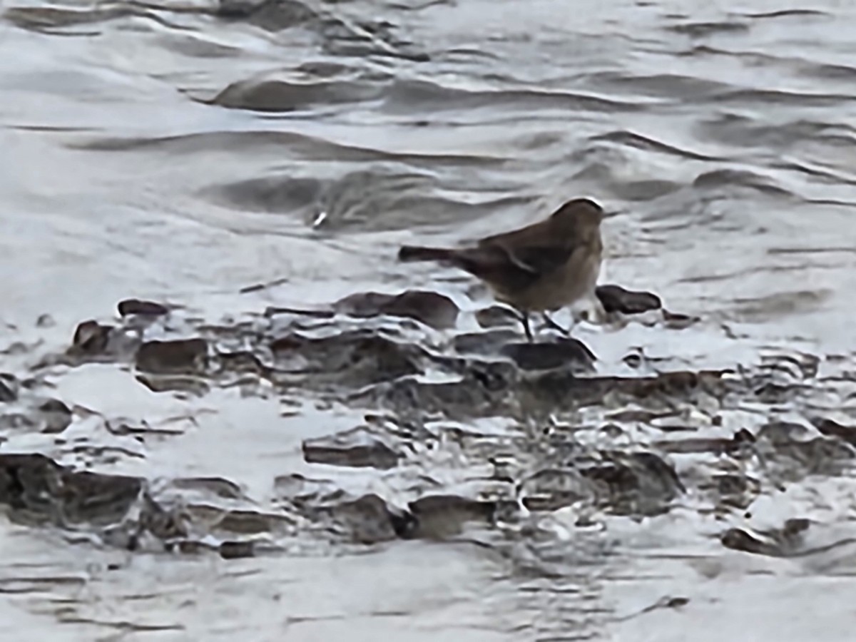 American Pipit - ML646580649