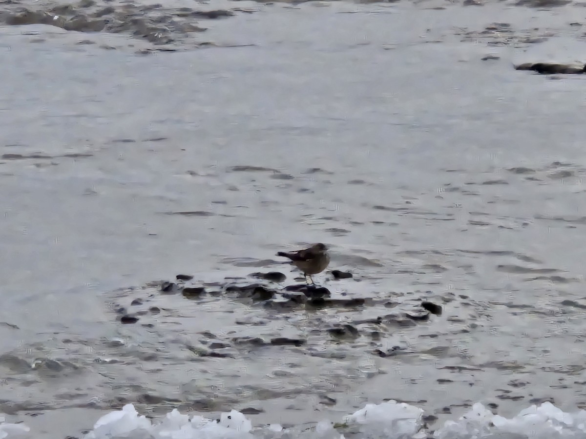 American Pipit - ML646580650