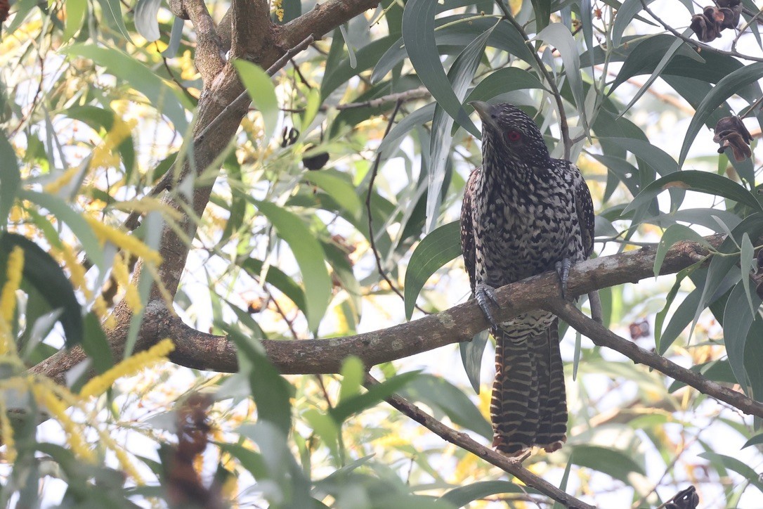 Asian Koel - ML646580651