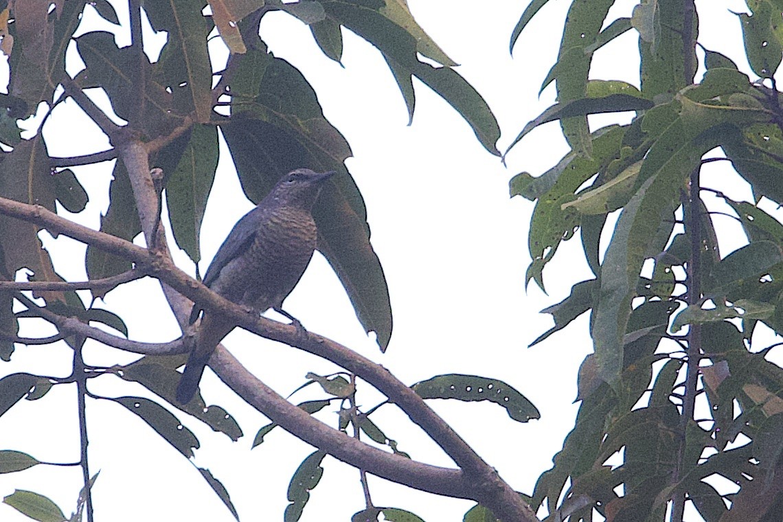 Sulawesi Cicadabird - ML646580653