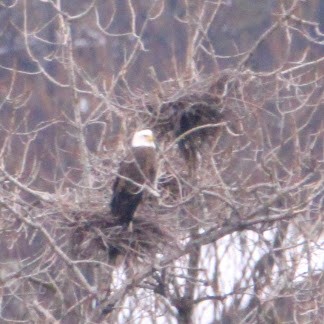 orel bělohlavý - ML646580657