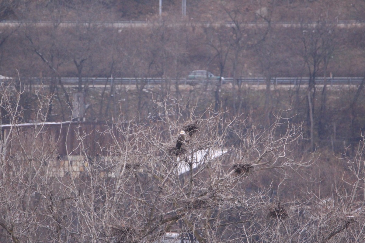 orel bělohlavý - ML646580659