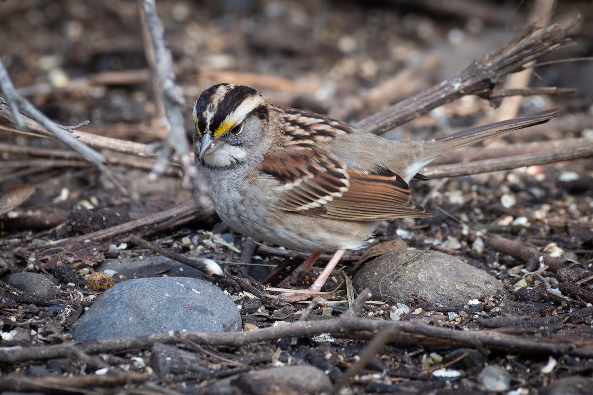 White-throated Sparrow - ML646580666