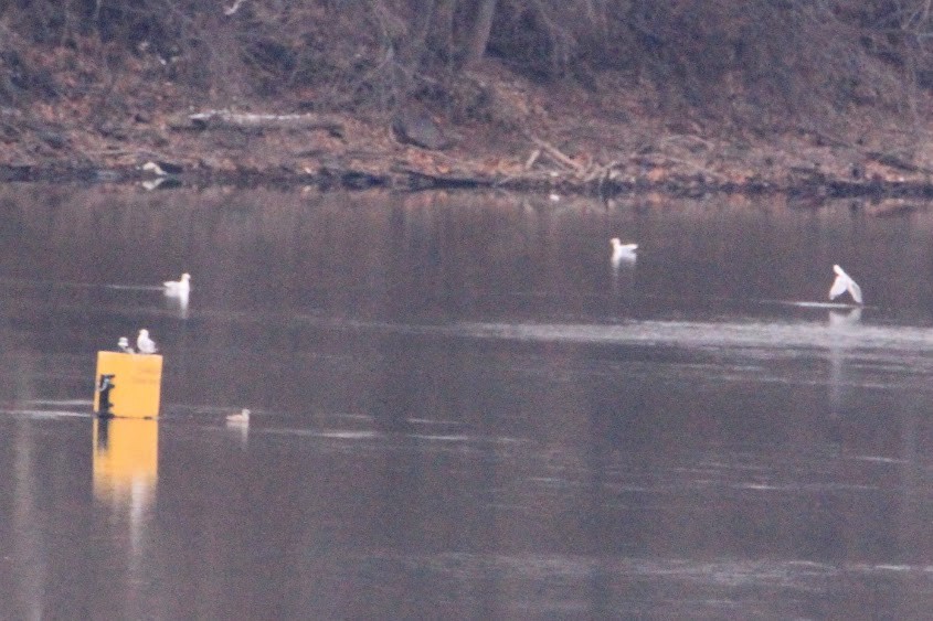 racek americký - ML646580667