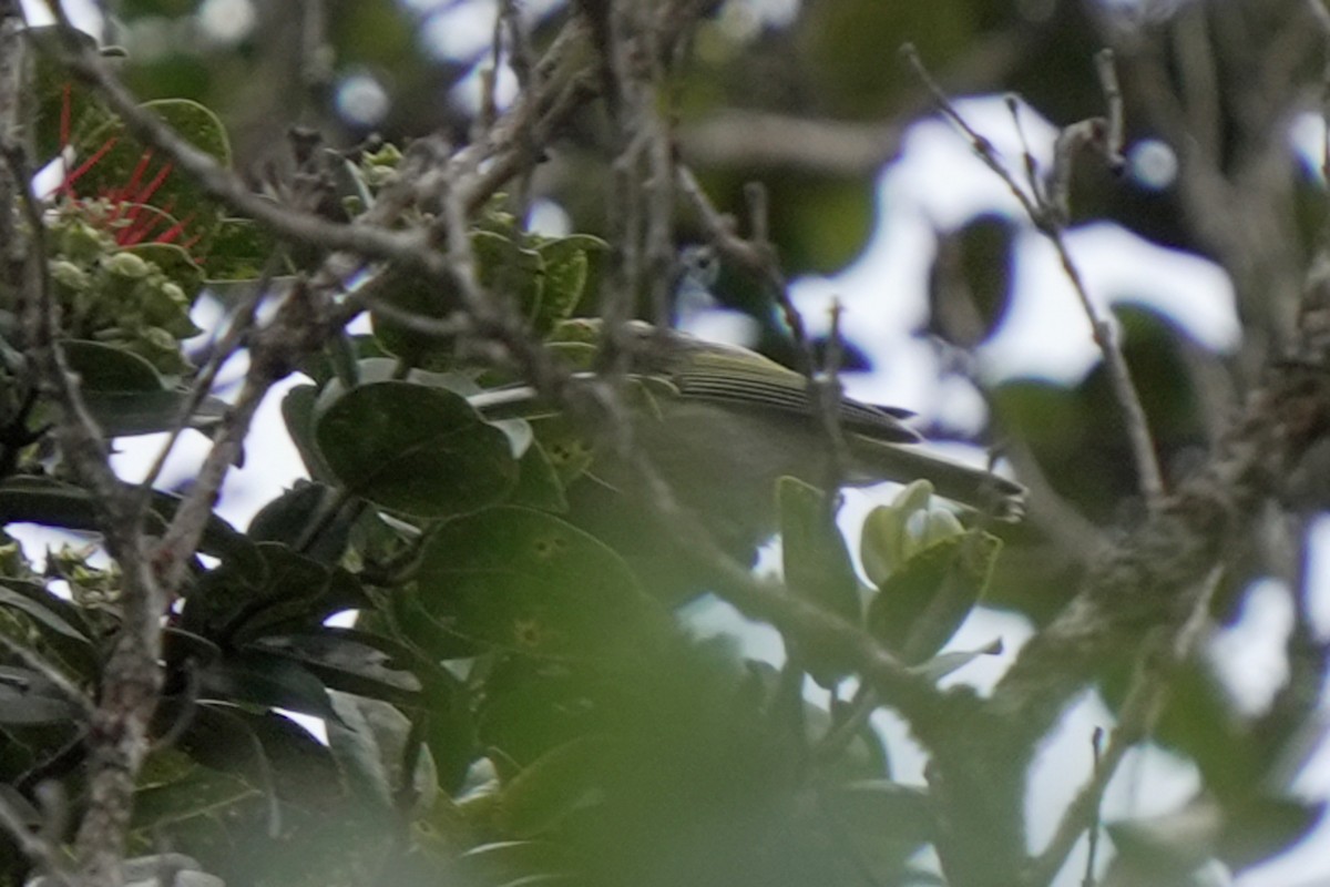 Anianiau - ML646580669