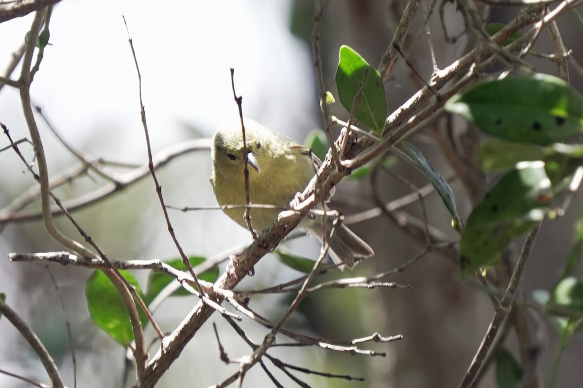 Anianiau - ML646580670