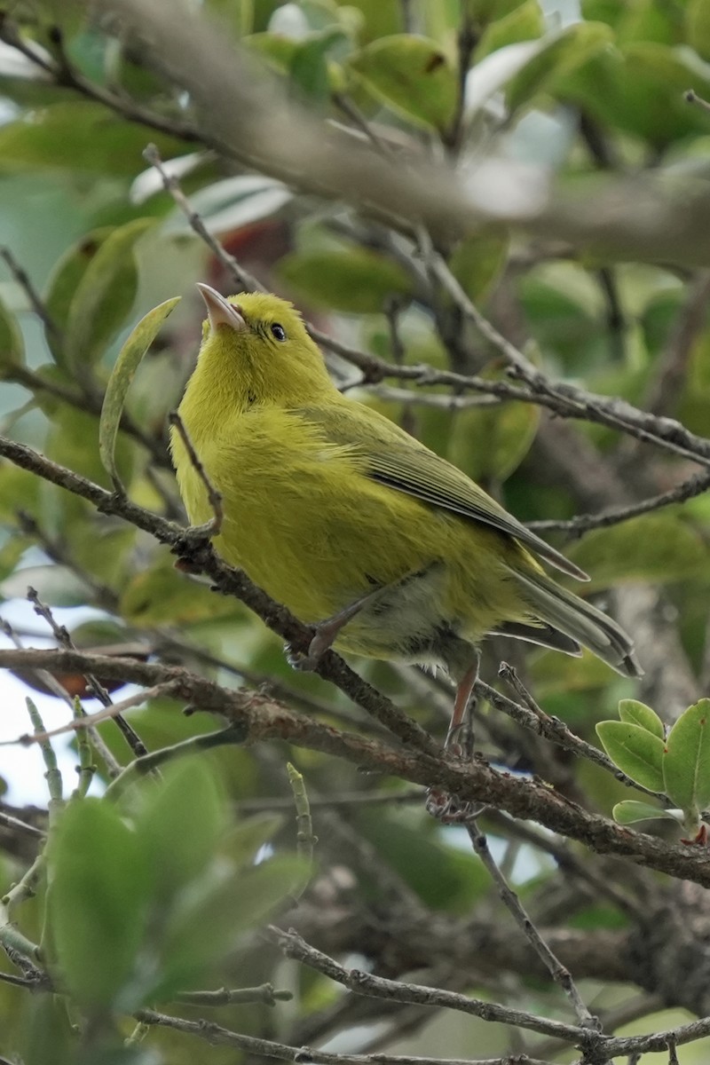 Anianiau - ML646580671