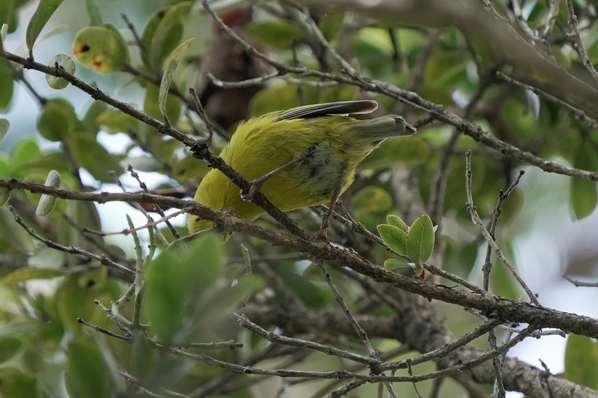 Anianiau - ML646580673