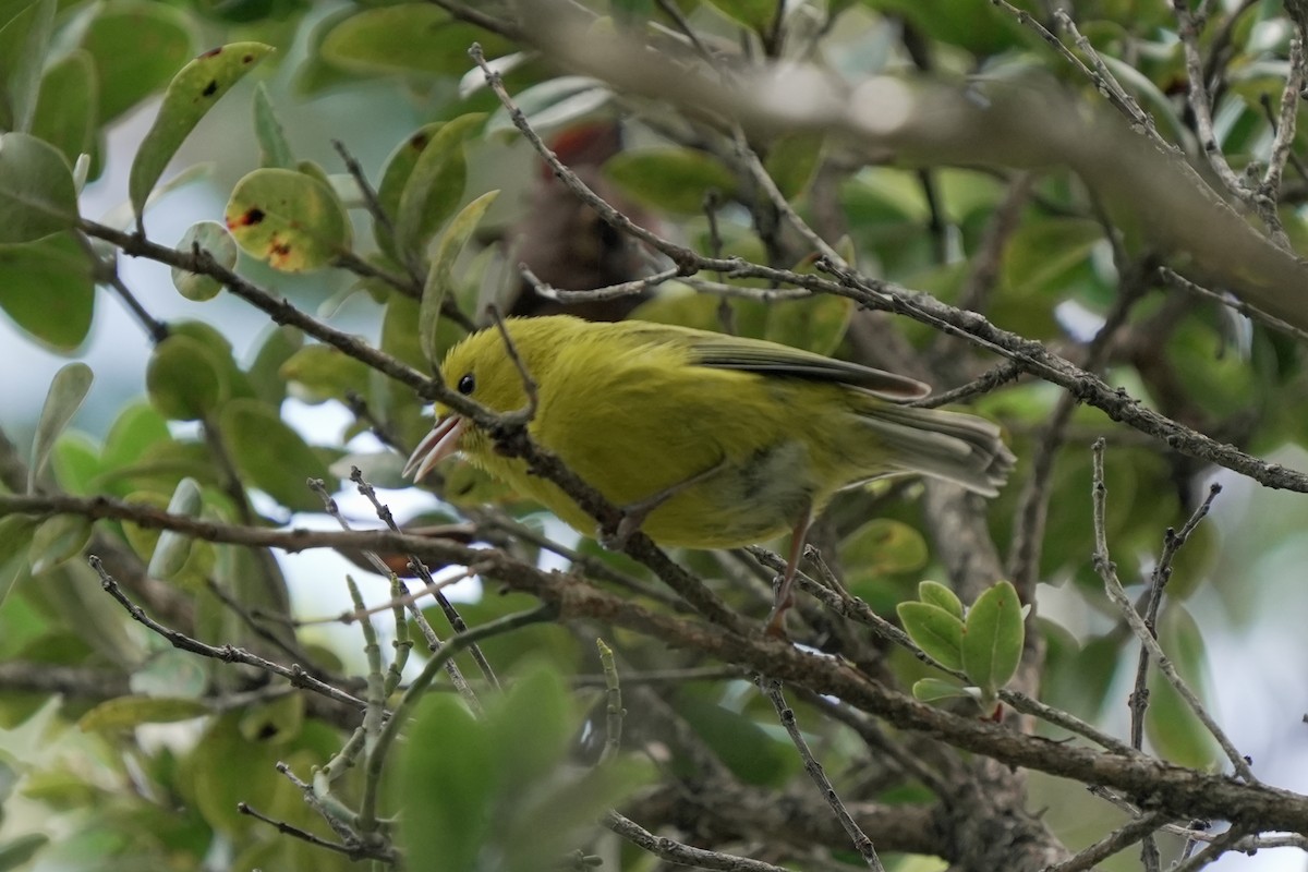 Anianiau - ML646580674