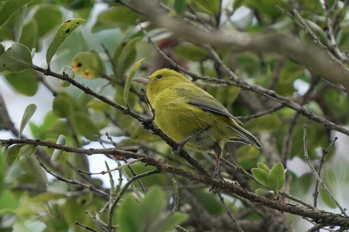 Anianiau - ML646580675