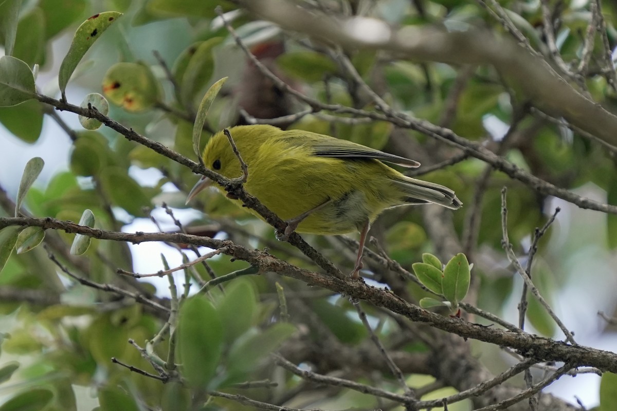 Anianiau - ML646580676