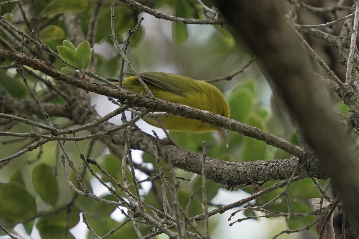 Anianiau - ML646580677