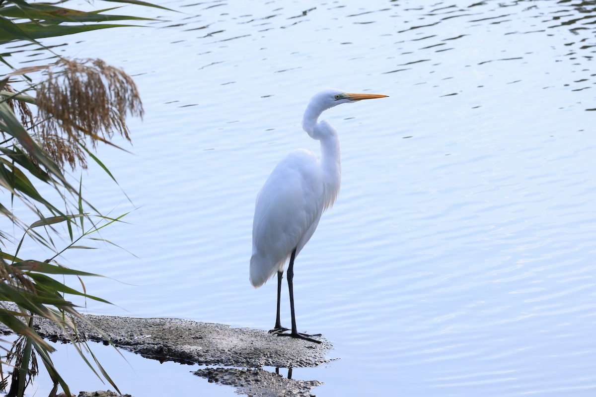 Airone bianco maggiore - ML646580678