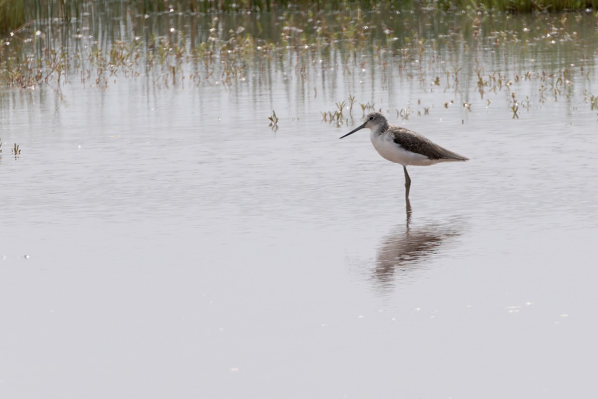 Коловодник великий - ML646580683