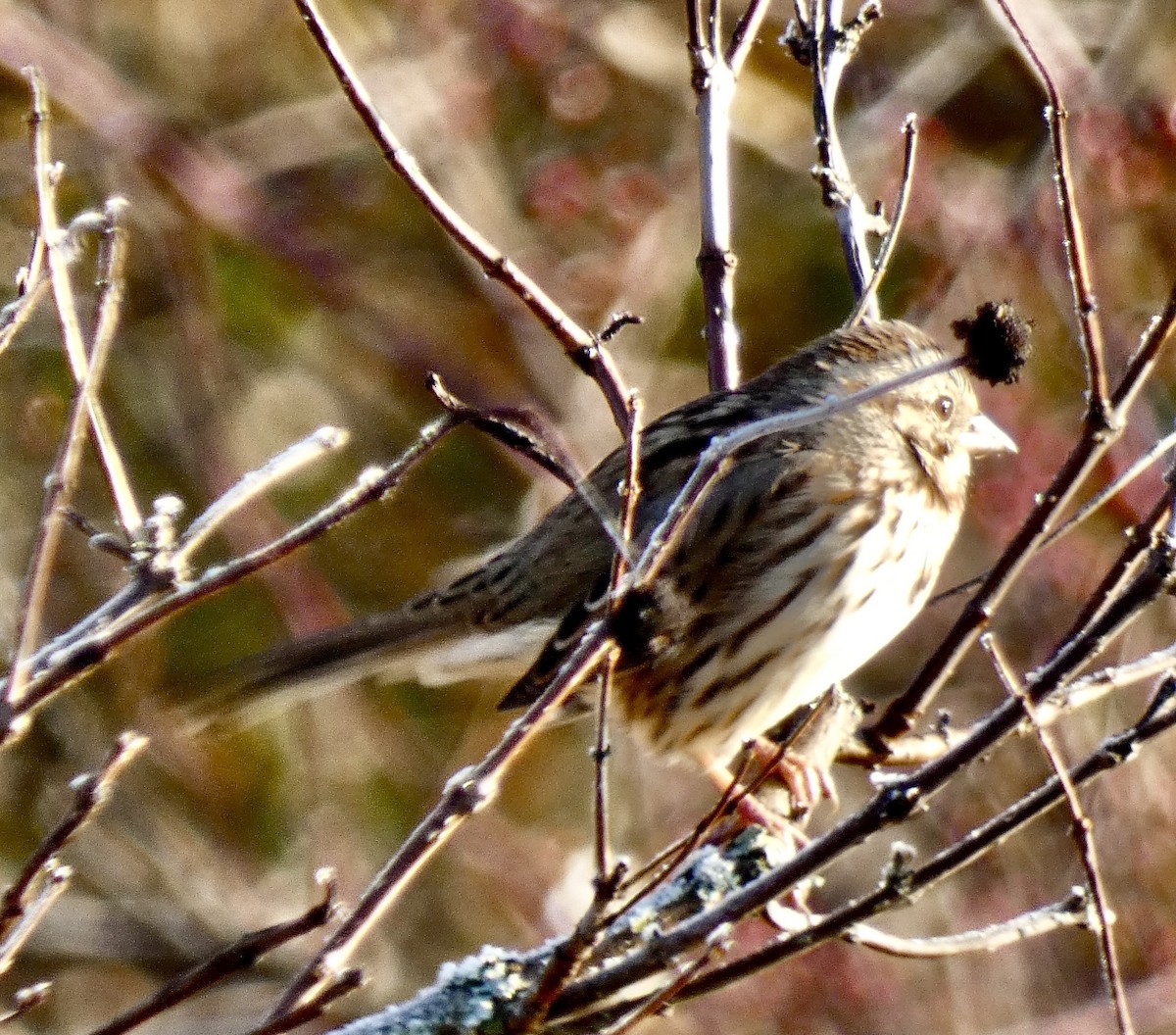 Bruant chanteur - ML646580684