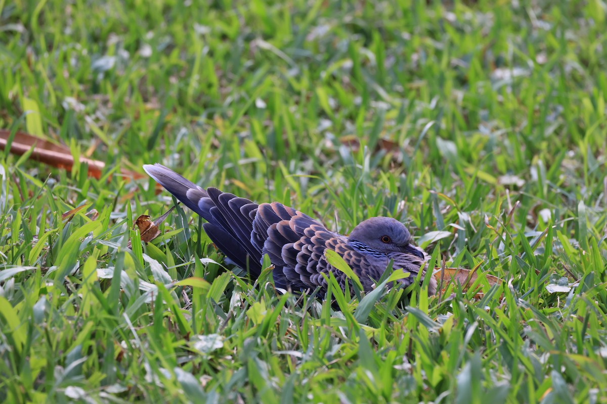 Tortora orientale - ML646580686