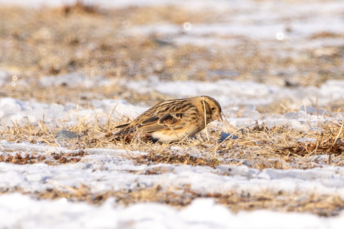 Буулгат хөмрөг - ML646580687