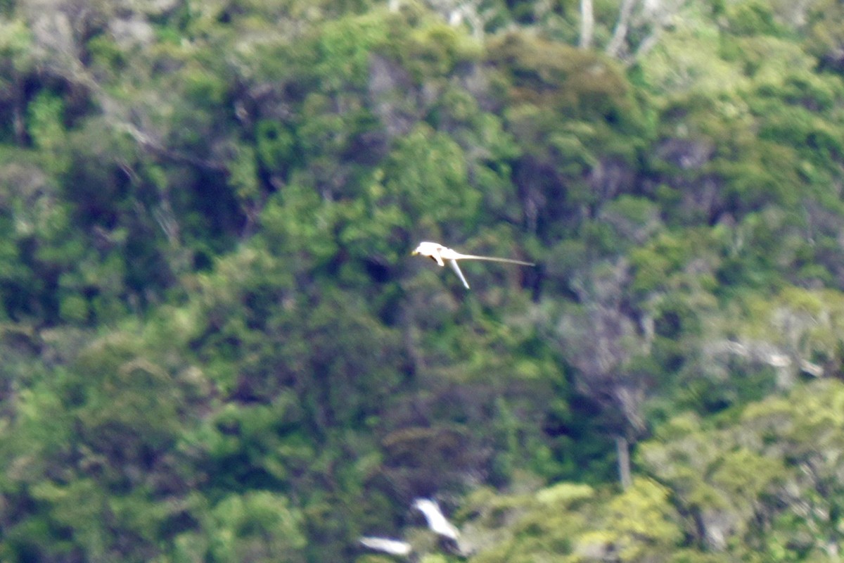 White-tailed Tropicbird - ML646580688