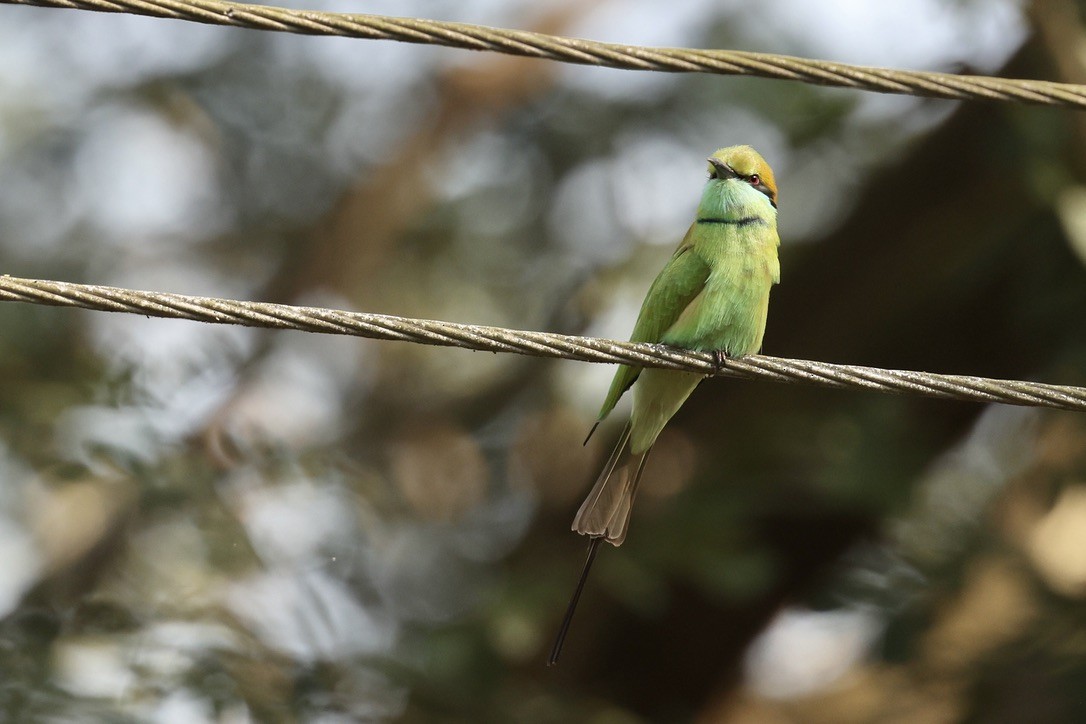 Asian Green Bee-eater - ML646580689