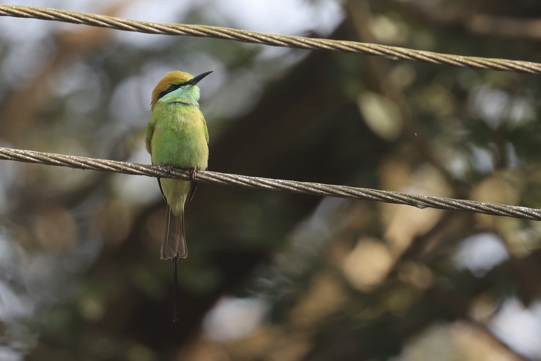 Asian Green Bee-eater - ML646580692