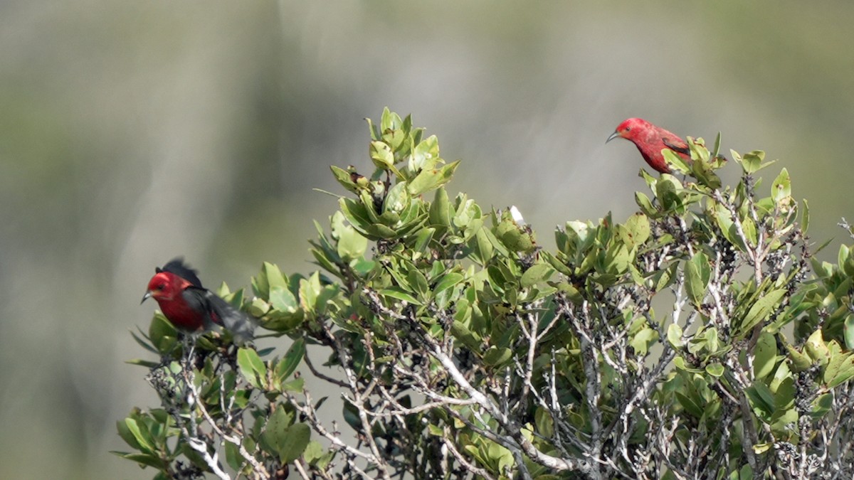 Picchion cramoisi - ML646580693