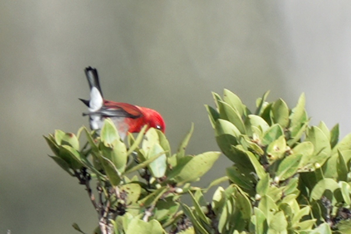 Picchion cramoisi - ML646580694