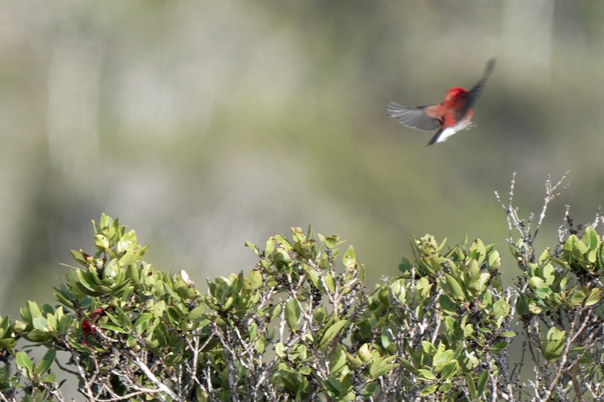 Picchion cramoisi - ML646580695