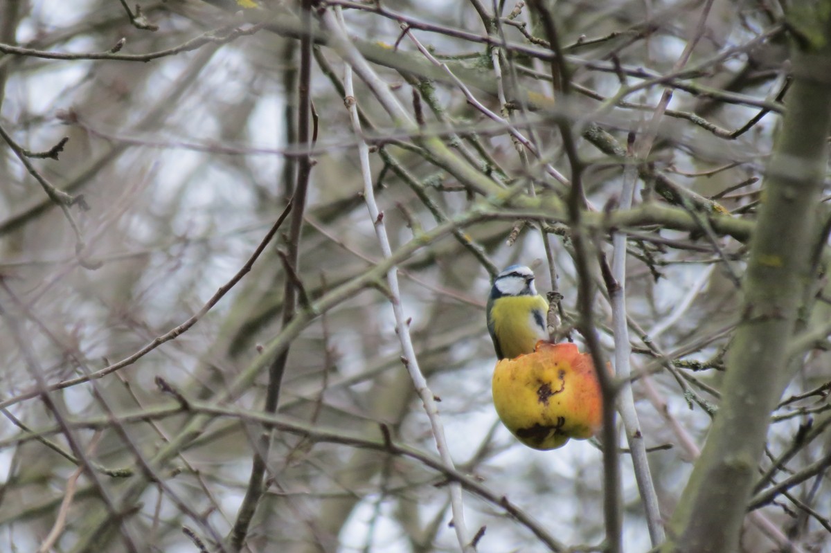 アオガラ - ML646580713