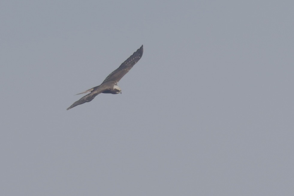Western Marsh Harrier - ML646580714