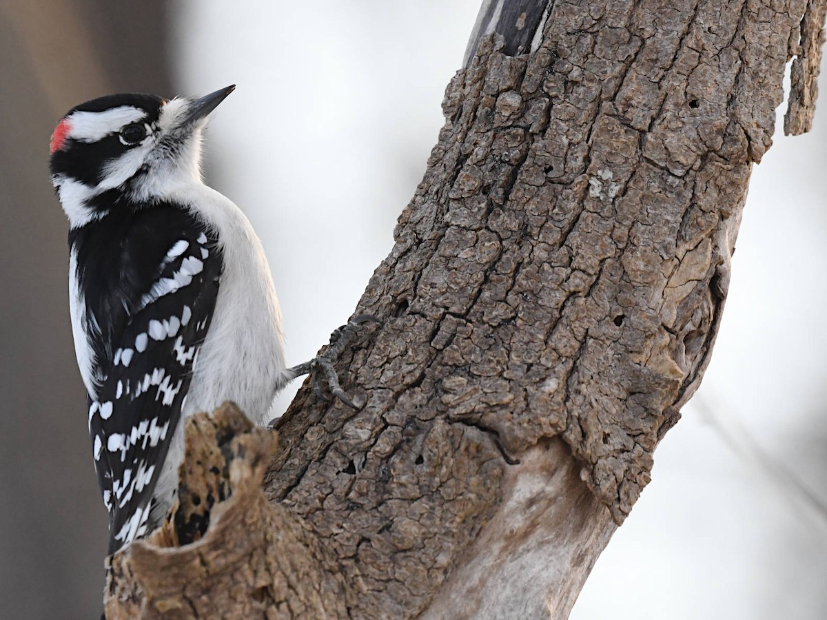 Downy Woodpecker - ML646580715