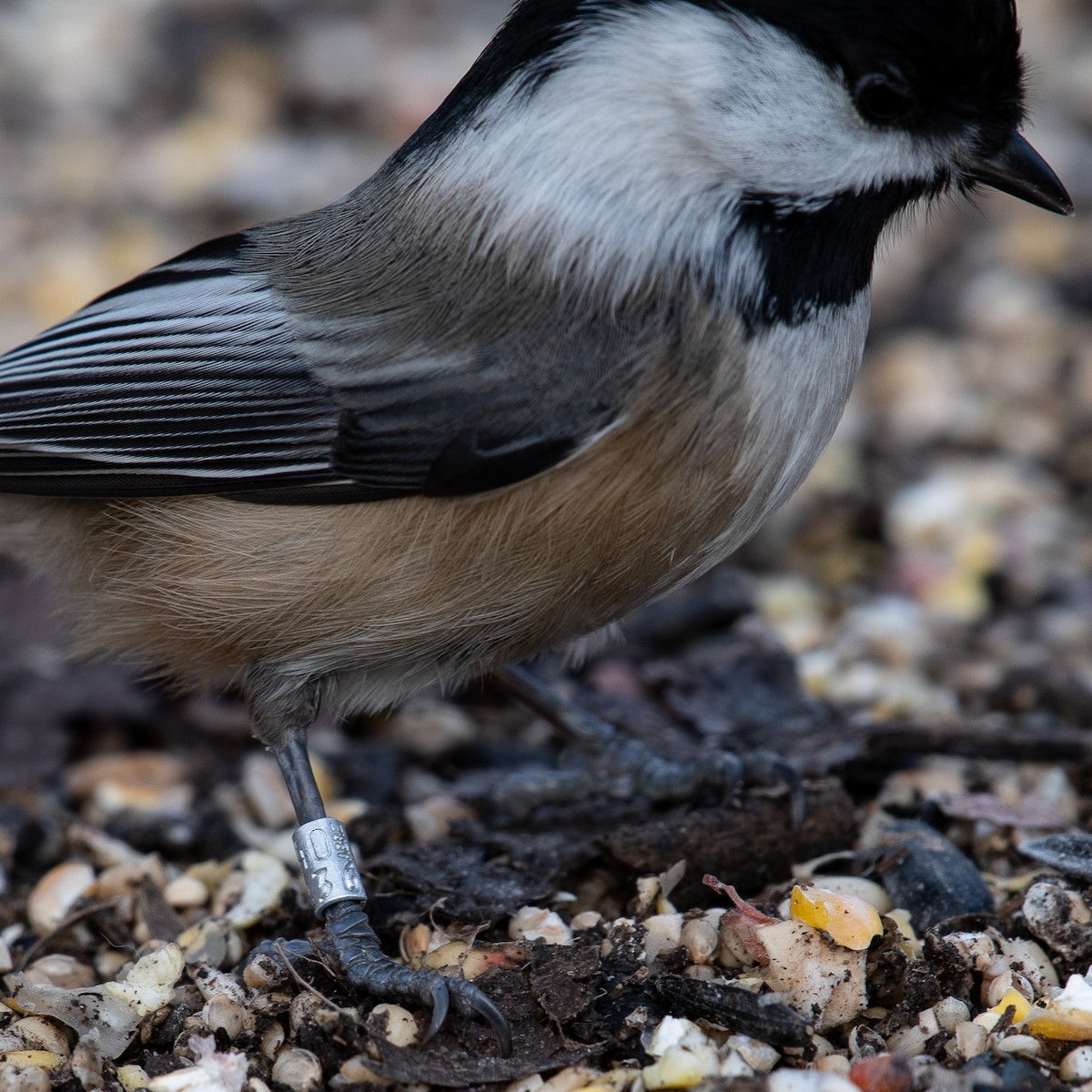 Black-capped Chickadee - ML646580717