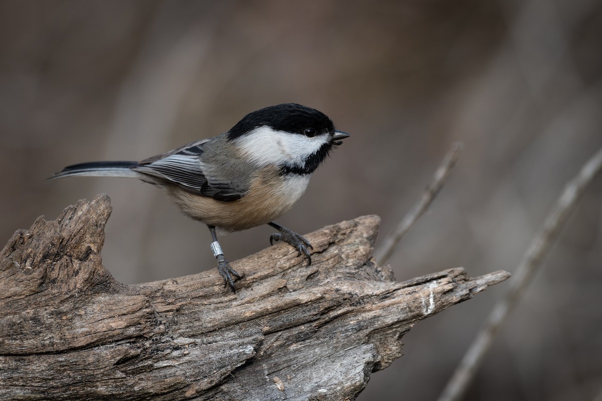 Black-capped Chickadee - ML646580718