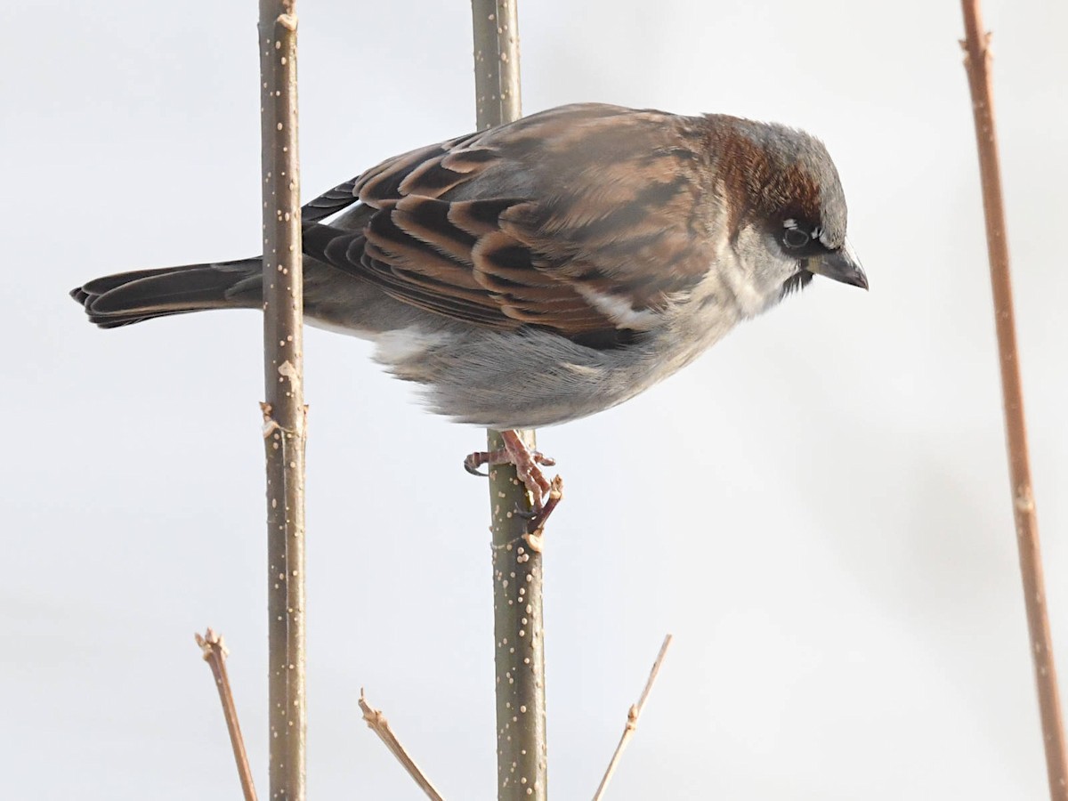 Etxe-txolarrea - ML646580719