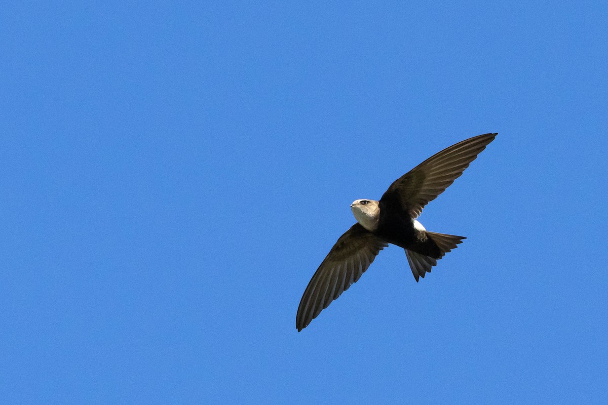 Horus Swift - ML646580720