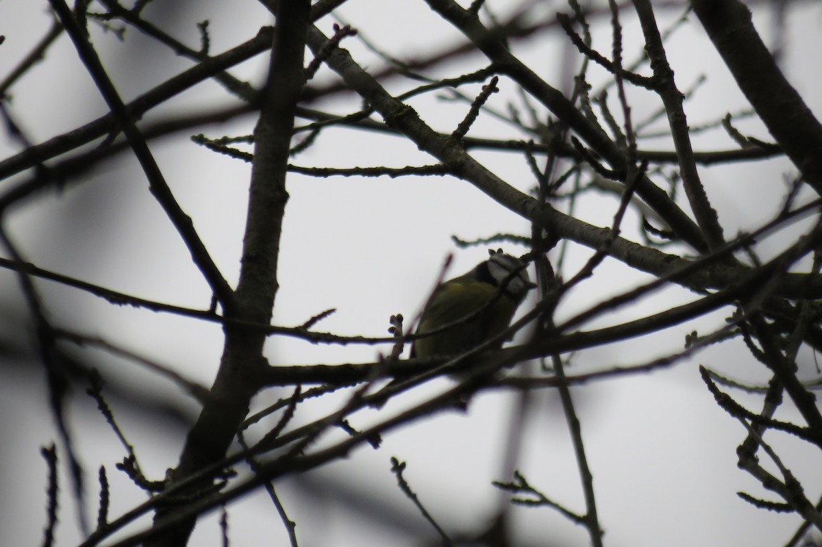 アオガラ - ML646580723