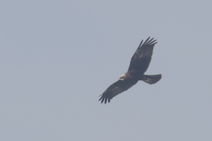 Western Marsh Harrier - ML646580724