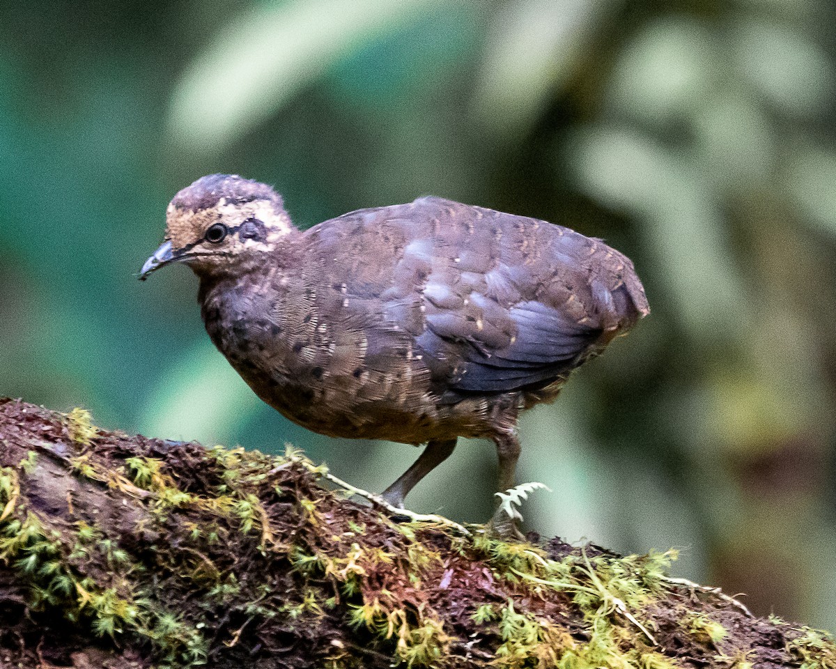 Little Tinamou - ML646580726