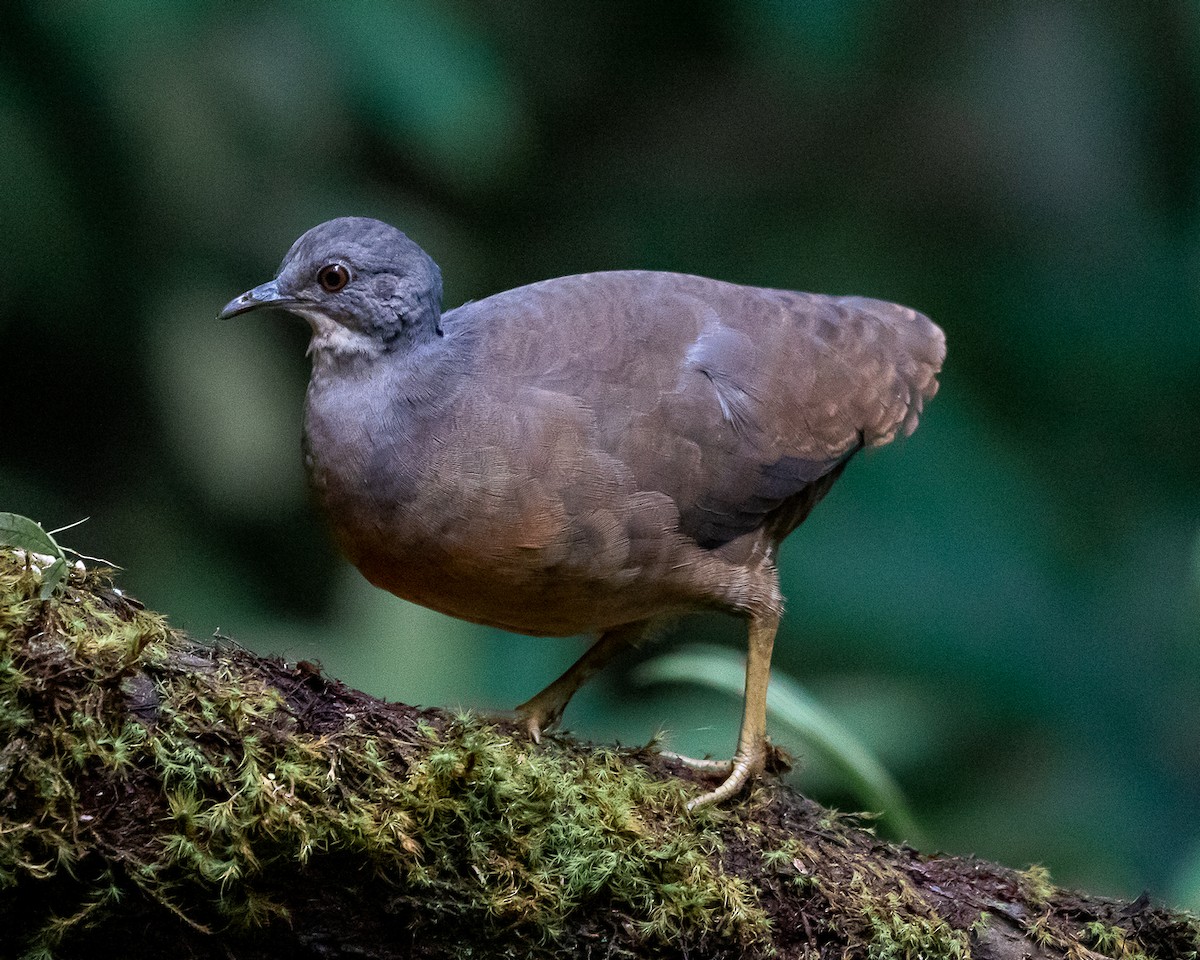 Little Tinamou - ML646580727