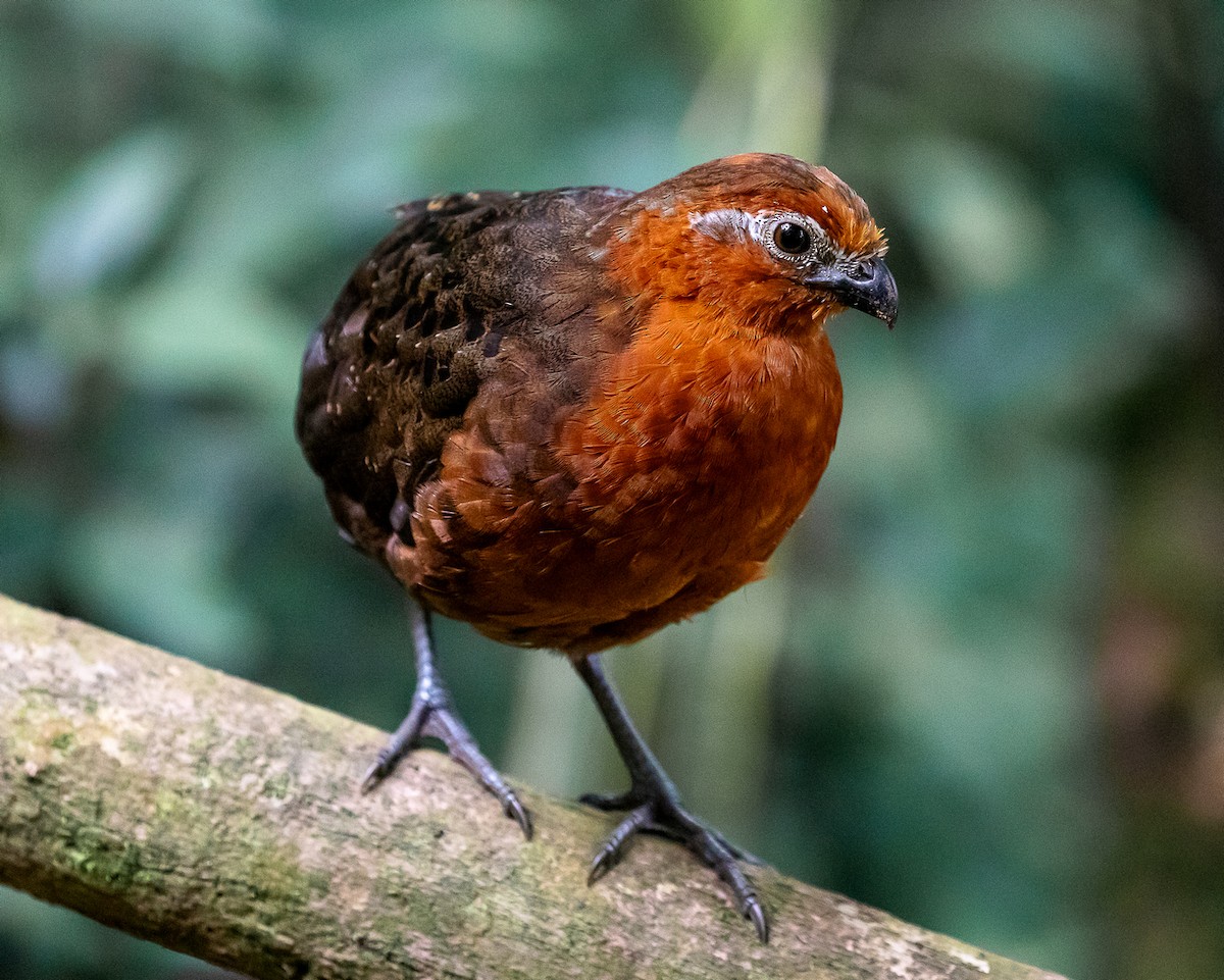 Chestnut Wood-Quail - ML646580730