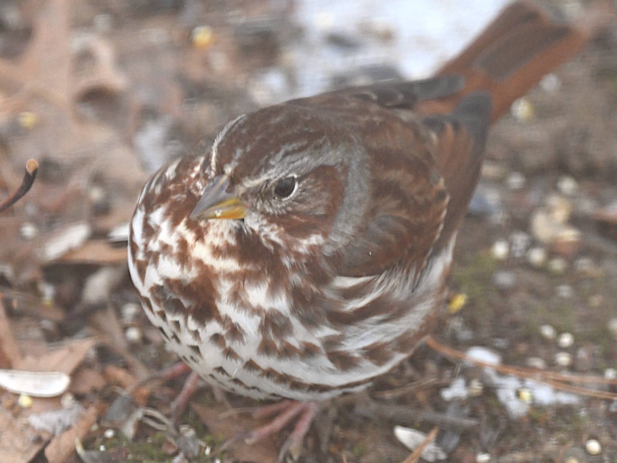 Fox Sparrow - ML646580732