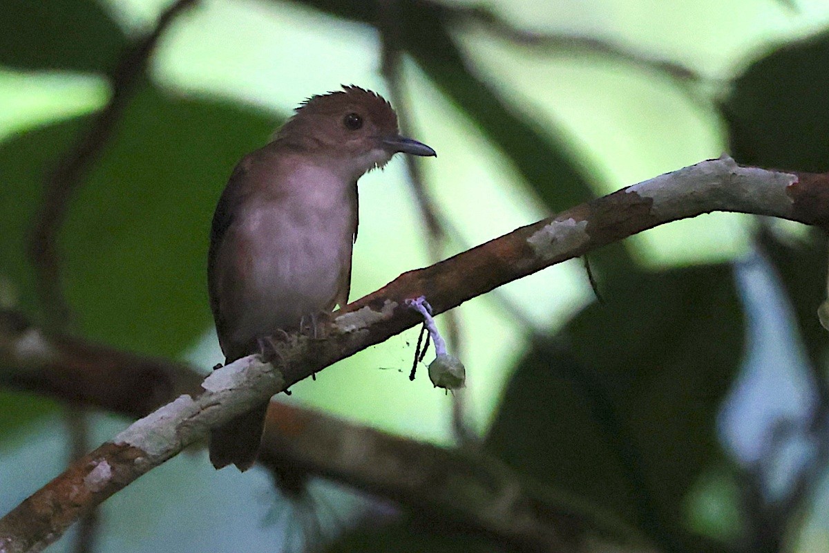 Sulawesi Babbler - ML646580733