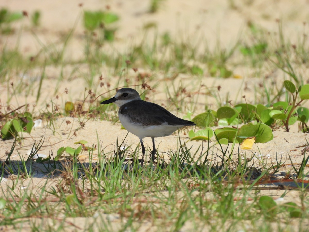 オオメダイチドリ - ML646580736