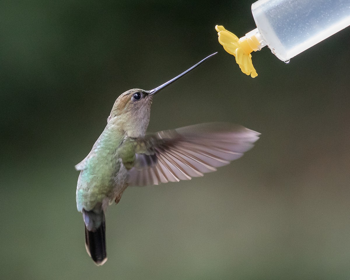 Green-fronted Lancebill - ML646580738