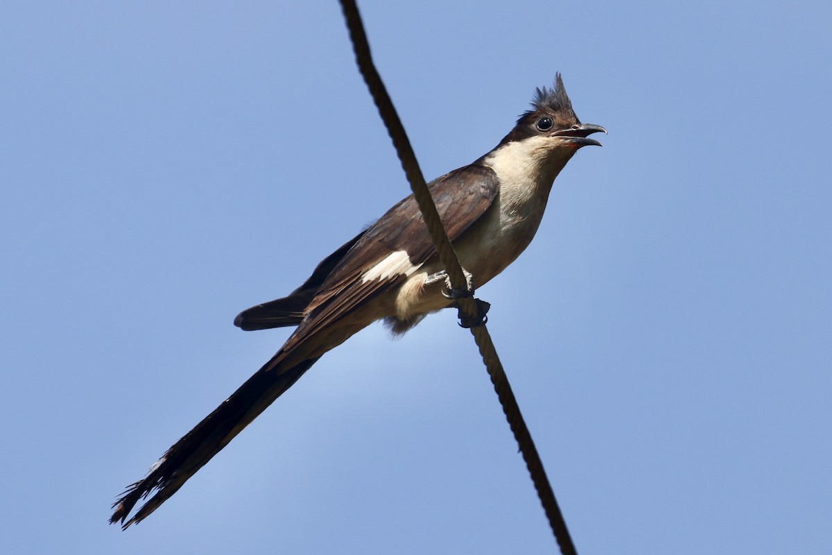 クロシロカンムリカッコウ - ML646580739