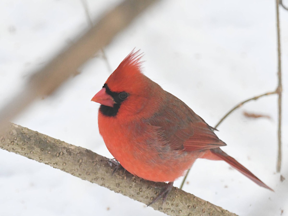 ショウジョウコウカンチョウ - ML646580741
