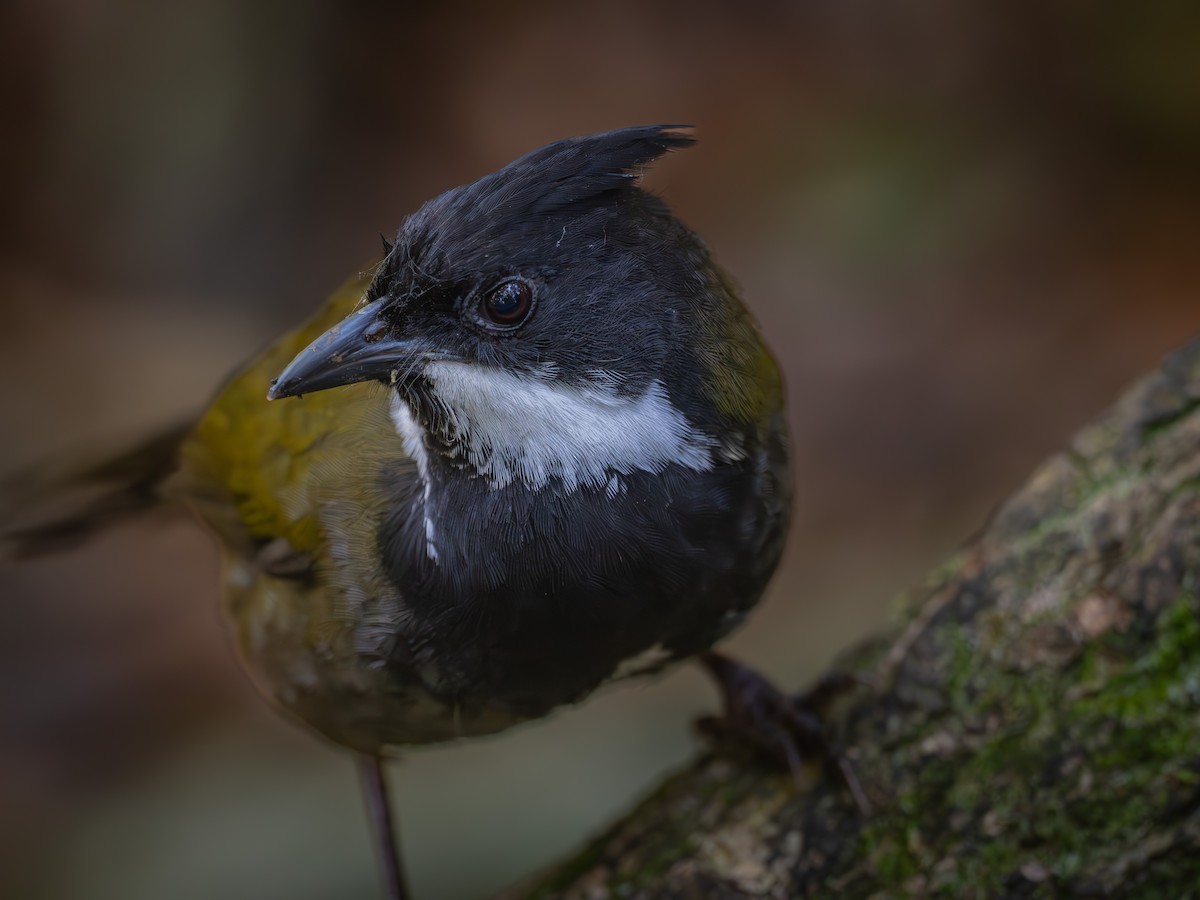 ムナグロシラヒゲドリ - ML646580742