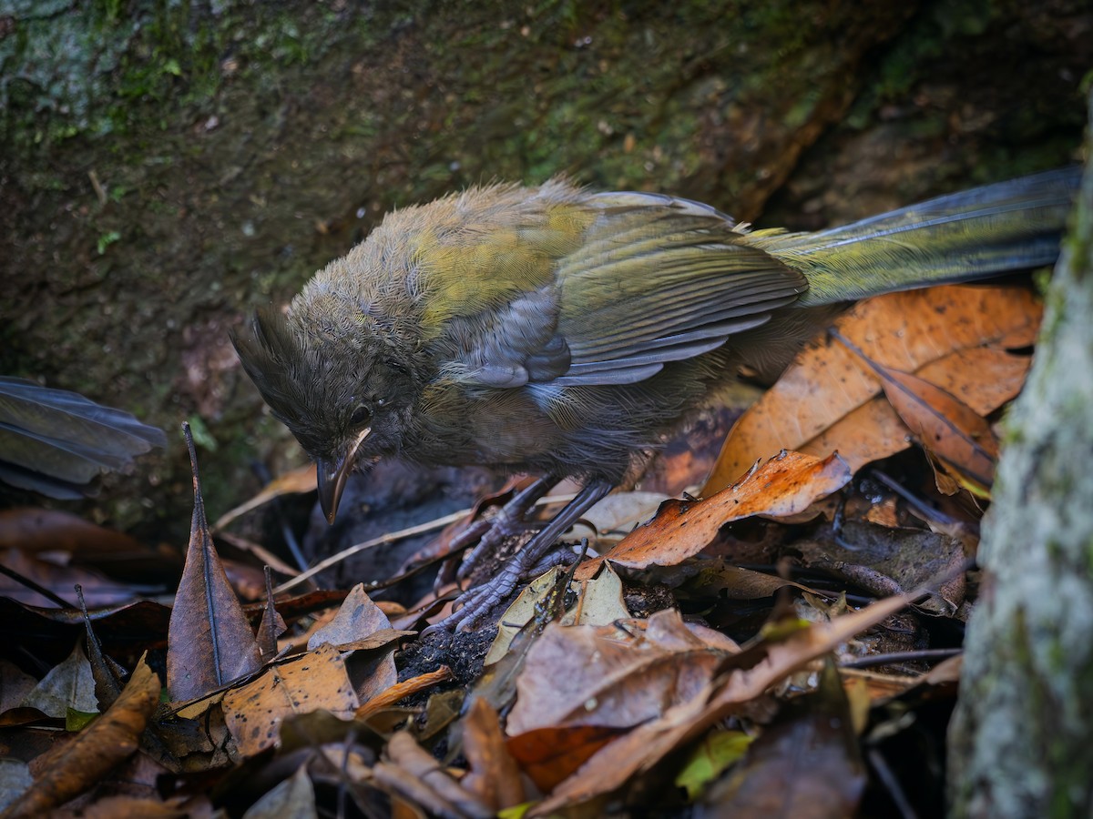 ムナグロシラヒゲドリ - ML646580743